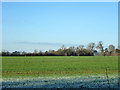 Field west of Crabbs Green