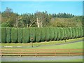 Well manicured hedge and lawn alongside the B30 north of Silverbridge