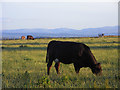 Pasture, Hunsonby