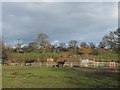 Donkeys by a pond