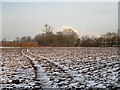 Snowy Field