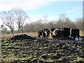 NY8161 : Belted Galloways near Langley by Mike Quinn