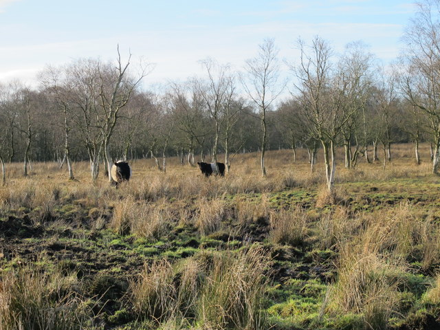 Belted Galloways near Langley