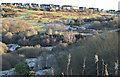 Coves Community Park nature reserve