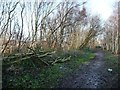 Maintenance on the railway embankment at Robin Hood