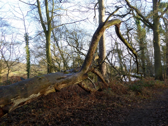 Fallen tree by the Tyne