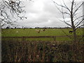 The alpacas of Pinkney Court