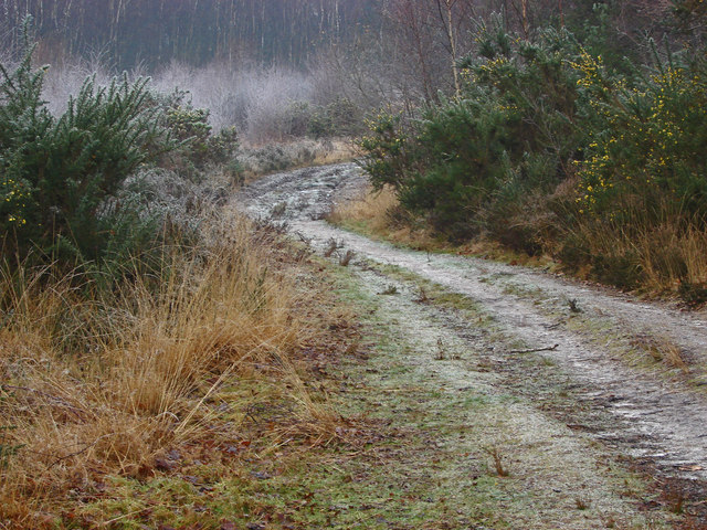 Frozen path, Pirbright Common