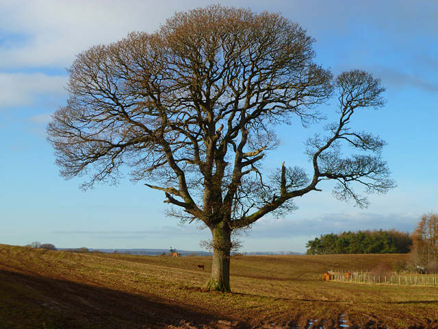 Tree in farmland, Ousby