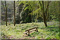 A bench in Deep Wood