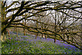 Bluebells on the southern slopes of Clent Hill