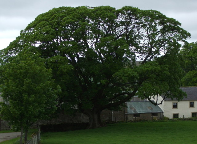 Mature Sycamore In Fell Side © Matthew Hatton Cc By Sa20 Geograph 1036
