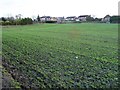 Greening field between Lofthouse and Robin Hood