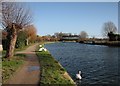 TL4760 : The Cam at Chesterton: swans, sunshine and the railway bridge by John Sutton