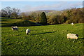 Sheep near Aysgarth