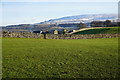 Fields near Aysgarth