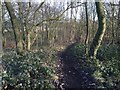 Apedale Country Park: path winding through woodland