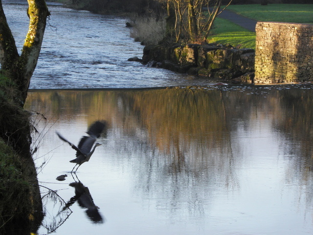 A heron takes off, Camowen River