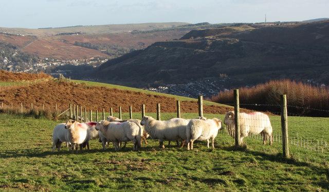 Sheep on Mynydd Maendy