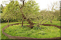 SK9224 : Newton's Apple Tree by Richard Croft
