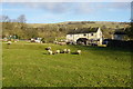 Sheep on the edge of Redmire