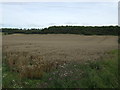 Crop field towards woodland