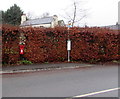 Postbox in a hedge, Llancloudy