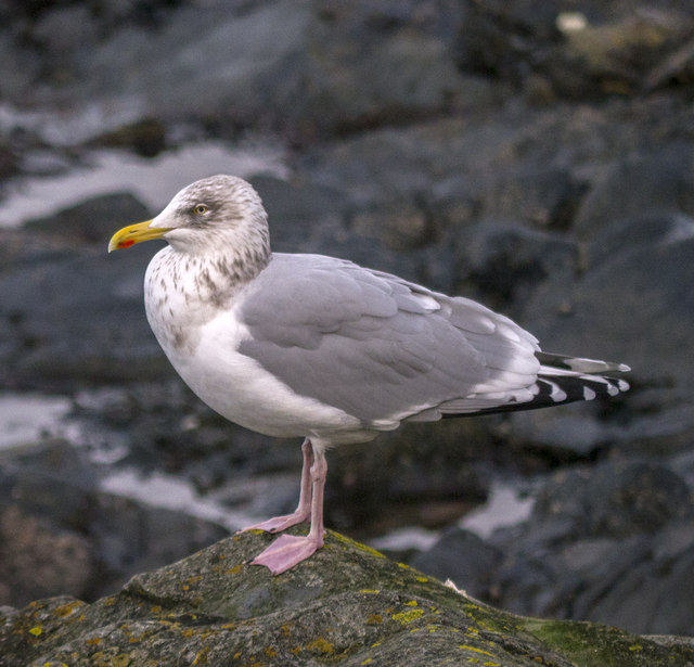 Seagull, Bangor