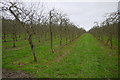 Orchard at Furze Lane