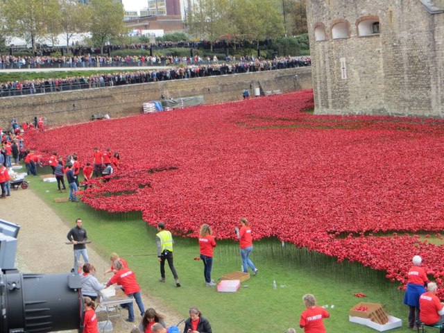 Poppies at the Tower 3