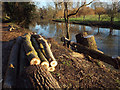 SP2965 : Poplar stems and stumps on the riverbank by Emscote Gardens, Warwick by Robin Stott