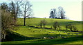 Sunlit pastures by the Wye, 2