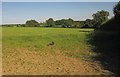 Field near Rubbytown Farm