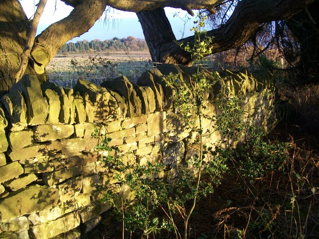 Dry stone wall on Bromyard Downs