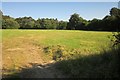 Field near Devon Great Consols Mine