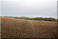 Footpath across a field