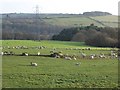 Sheep at Wheelbirks Farm