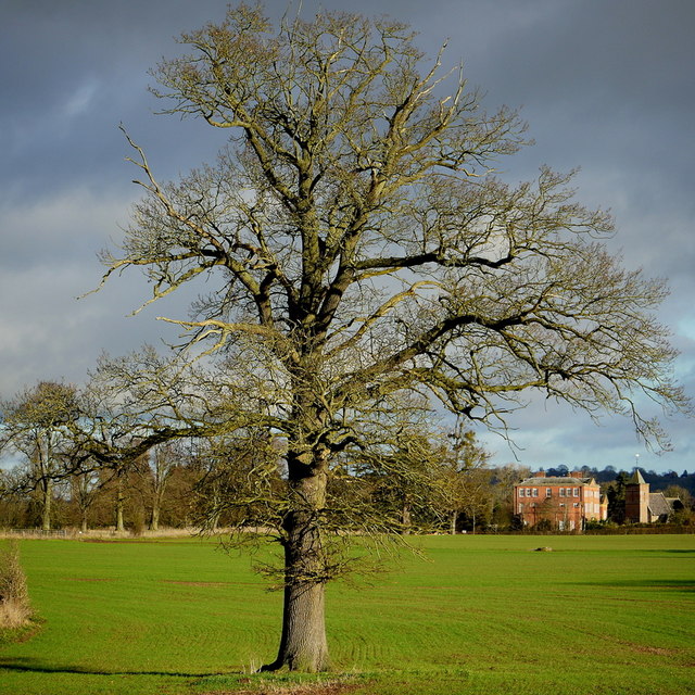 Oak tree, Canon Frome