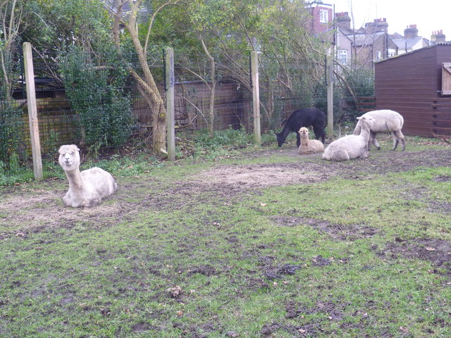 Alpacas at Brooks Farm