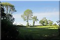 Trees along field boundary,  Morewelldown