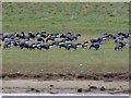 TF4593 : Brent geese grazing by Steve  Fareham