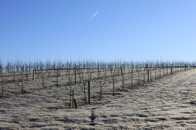 A frozen apple orchard in late December 2014