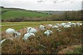 Silage bales