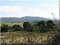 View eastwards from Carnally Road towards the A29 (New Road)