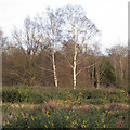 Silver Birches on Danbury Common