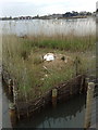 SZ0290 : Mute Swan on nest in Poole Park by Jonathan Hutchins