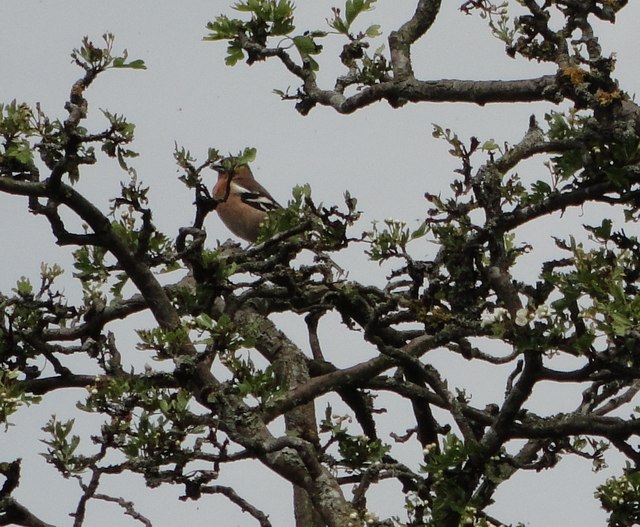 While Chaffinch sings on the orchard bough