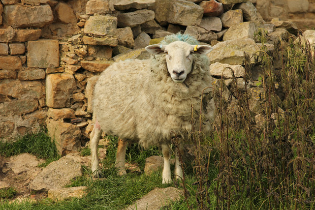 Tupholme sheep