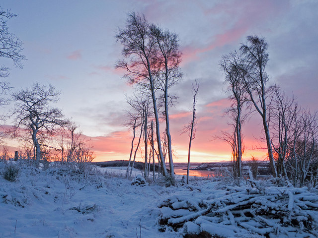 Dawn in Tullich Wood