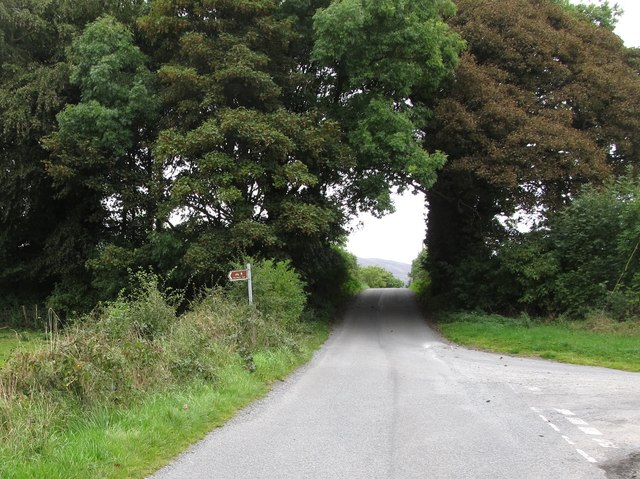 Tree arch east of the junction of Cranny Road and Lough Road, Mullaghbawn 